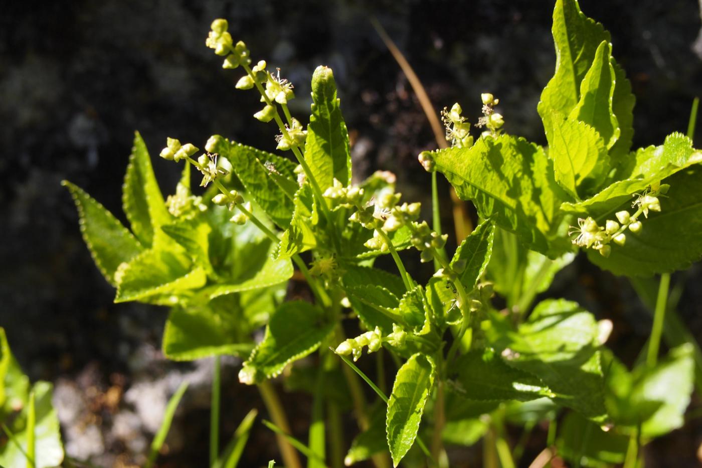 Mercury, Dogs plant